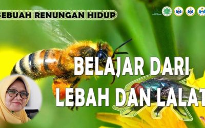 lalat
